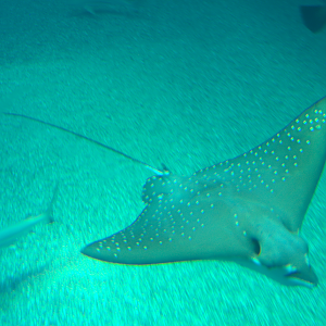 Osaka Aquarium 2017 - Ocellated Eagle Ray (Aetobatus ocellatus)