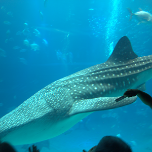 Osaka Aquarium 2017 - Whale Shark (Rhincodon typus)