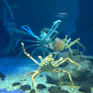 Osaka Aquarium 2017 - Japanese Spider Crab (Macrocheira kaempferi)