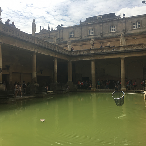 2017 - Attempts to remove European Herring Gull (Larus argentatus) from Roman baths