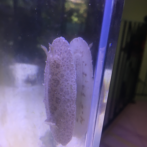 Spotted-foot Nudibranch (Tayuva lilacina) - 2018