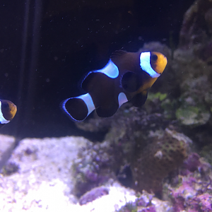 Ocellaris Clownfish morph (Amphiprion ocellaris var.) - 2018