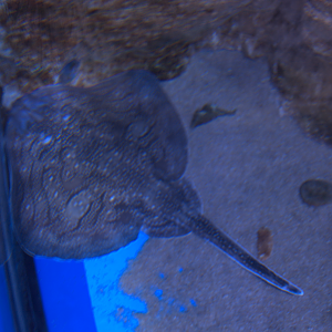 Malta national Aquarium 2017 - Undulate Skate (Raja undulata)