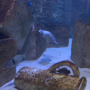 Malta national Aquarium 2017 - Mediterranean tank