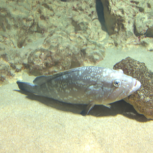 Malta national Aquarium 2017 - Dusky Grouper (Epinephelus marginatus)