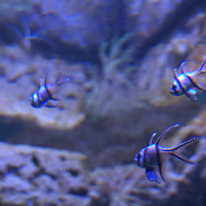 Malta national Aquarium 2017 - Banggai Cardinalfish (Pterapogon kauderni)