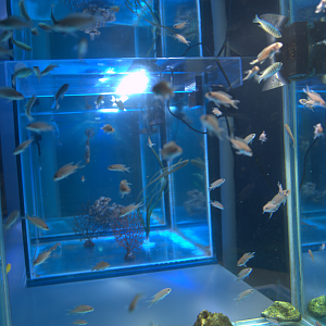 Malta national Aquarium 2017 - Neolamprologus sp.