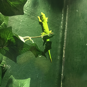 Malta National Aquarium 2017 - Phelsuma sp.