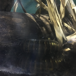 Malta National Aquarium 2017 - Millipede sp.
