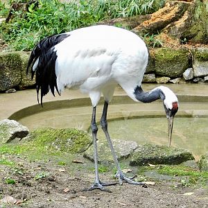 Red-Crowned Crane (Grus japonensis) November 1, 2025