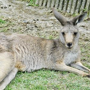 Female Eastern Gray Kangaroo (Macropus giganteus) November 1, 2025