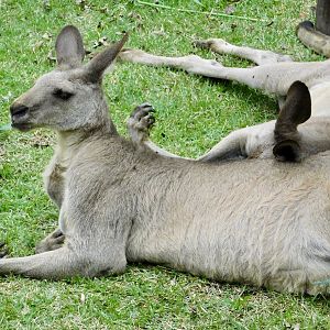 Male Eastern Gray Kangaroo (Macropus giganteus) November 1, 2025