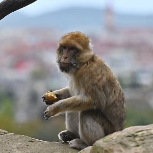 barbary macaque Macaca sylvanus