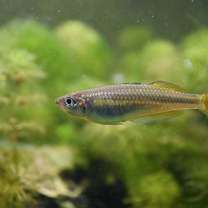 Melanotaenia duboulayi