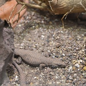 Namazonurus lawrenci