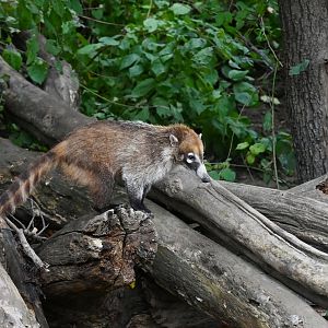 White-nosed coati (Nasua narica)