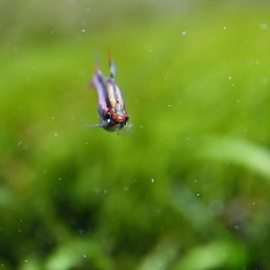 Nannostomus mortenthaleri