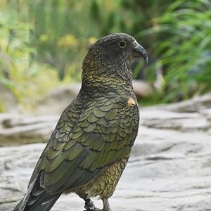 Kea (Nestor notabilis)