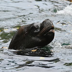 South American sea lion (Otaria flavescens)