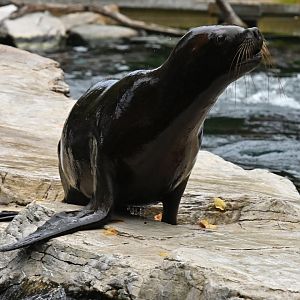 South American sea lion (Otaria flavescens)