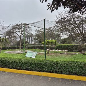Chilean Flamingo exhibit