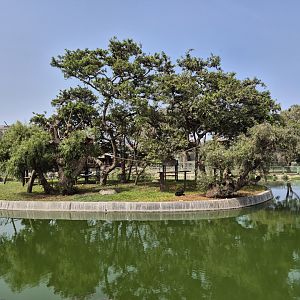 Spider Monkey island