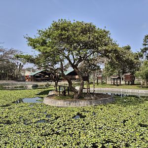 Woolly monkey Island