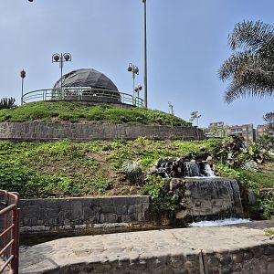 Black-chested buzzard-eagle exhibit