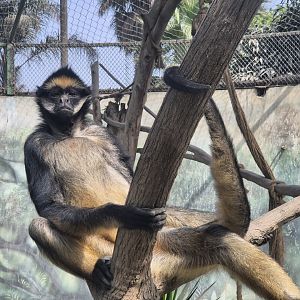 White-bellied Spider Monkey