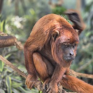 Red Howler Monkey