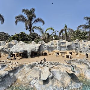 Humbolt's Penguin exhibit