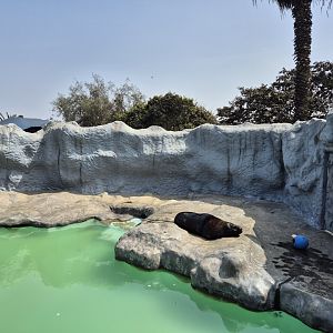 Sea Lion exhibit