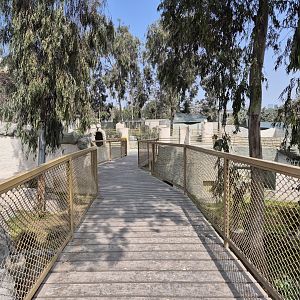 Spectacled Bears viewing platform