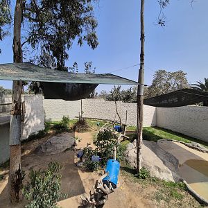Spectacled Bear 1st exhibit