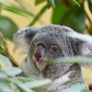 Koala (Phascolarctos adustus)