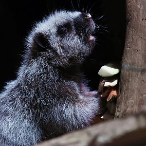 Northern Luzon giant cloud rat Phloeomys pallidus
