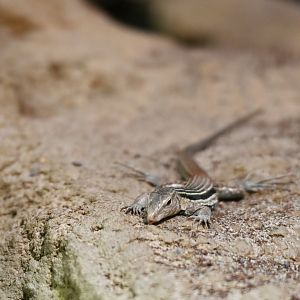 Pholidoscelis chrysolaemus