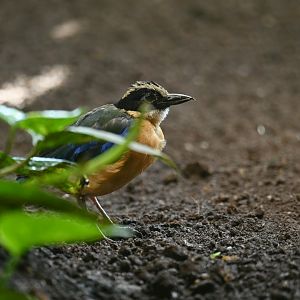 Blue-winged pitta Pitta moluccensis