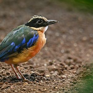 Blue-winged pitta Pitta moluccensis