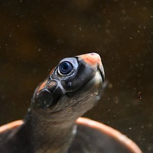 Podocnemis erythrocephala