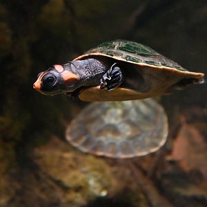 Podocnemis erythrocephala