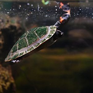 Podocnemis erythrocephala