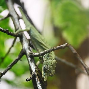 Rampholeon acuminatus