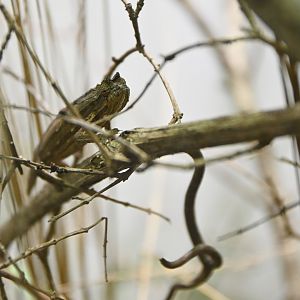 Rieppeleon kerstenii