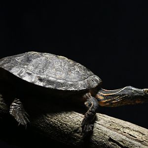 Sacalia quadriocelatta