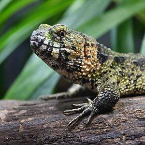 Shinisaurus crocodilurus