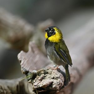 Cunban grassquit (Tiaris canorus)