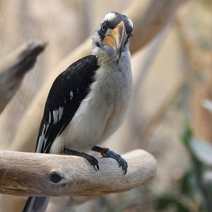 Von der Decken's hornbill Tockus deckeni