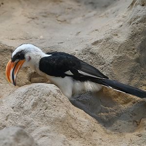 Von der Decken's hornbill Tockus deckeni