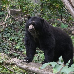 Spectacled bear (Tremarctos ornatus)